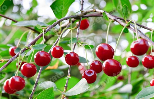 Preview: Twig Of Cherry-Tree With Red Cherries. Composite Photo With Considerable Depth Of Sharpness.