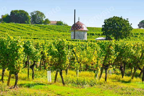 Preview: Ripe Grapes In The Autumn In Bordeaux, France