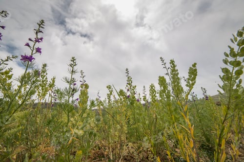 Preview: Spring Flowers In Meadow Teruel Mountains Aragon Spain