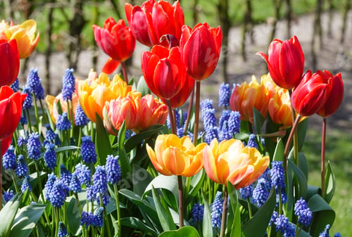 Preview: Beautiful Multicolored Tulips And Blue Flowers On Spring Flowerbed.