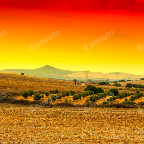 Preview: Olive Grove And Fields In Spain After Harvesting At Sunrise. Breathtaking Landscape And Nature Of