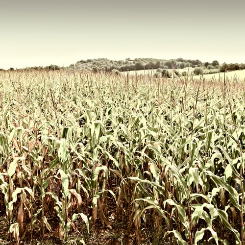 Preview: Plantation Of Corn In The French Limousen, Vintage Style Toned Picture