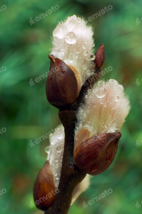 Preview: Spring Willow Wet Twig With Buds On Juniper Bush Background