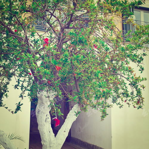Preview: Flowering Pomegranate Tree On The Background Of The House In Italian City Of Cetara, Instagram