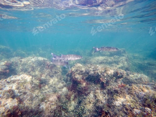 Preview: Underwater Las Rotas Beach San Antonio Cape In Denia Alicante Province Spain