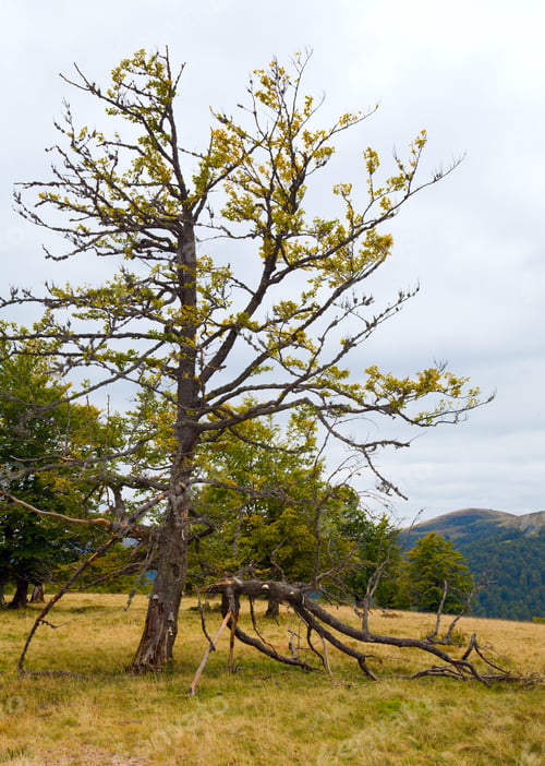 Preview: Broken Dried Tree On Autumn Mountain Plateau (Carpathian Mountains, Ukraine)