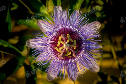 Preview: Passiflora Caerulea Passion Flower Spain