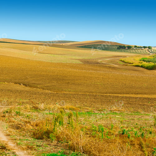 Preview: Olive Trees On The Plowed Sloping Hills Of Spain