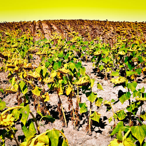 Preview: Sunflower Plantation On The Hills Of Tuscany, Vintage Style Toned Picture