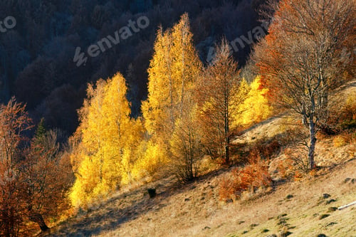 Preview: Colorful Forest On Slope In Autumn Mountain.