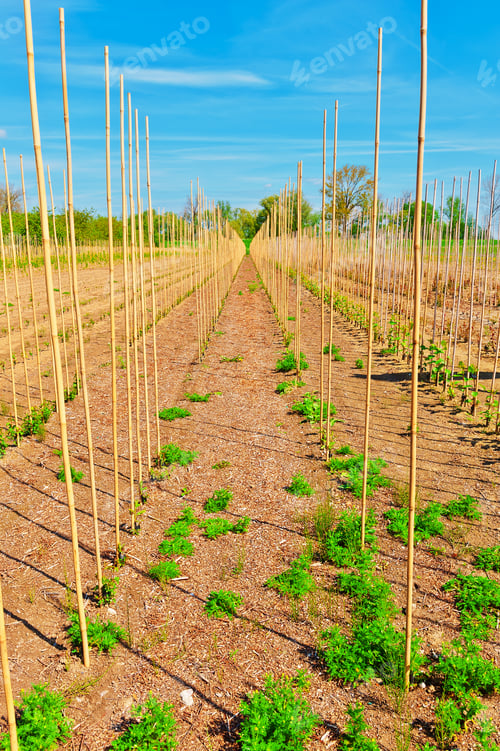 Preview: Bamboo Sticks Supporting Young Plants In The Netherlands