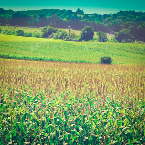 Preview: Plantation Of Corn In The French Limousen, Instagram Effect