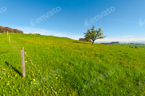 Preview: Flowering Tree On The Pasture Surrounded By Electric Fence, Switzerland