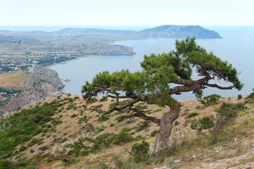 Preview: Juniper Tree On Rock And Sudak City Background (Crimea, Ukraine).