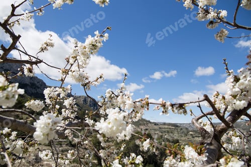 Preview: Cherry Blossom In Gallinera Valley Located In The Northeast Of The Province Of Alicante, In The