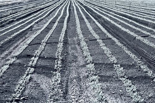 Preview: Rows Of Fresh Young Green Seedling Of Carrots In Israel, Stylized Photo