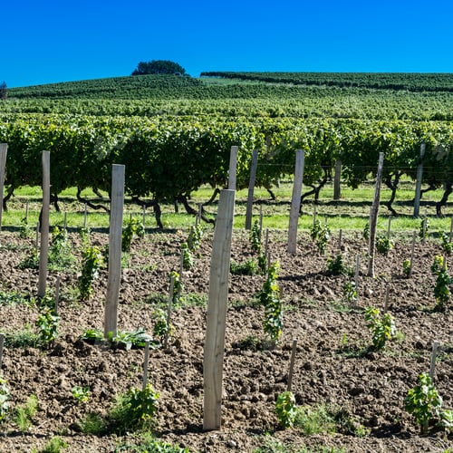 Preview: Industrial Growth Of Grapes In France. French Wine Farm Surrounded With Beautiful Rows Of Vineyards