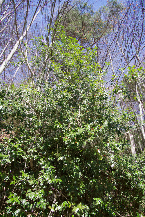 Preview: Ilex Aquifolium Bush Climbing La Larri Llanos Pineta Glacial Cirque Huesca Aragon Spain