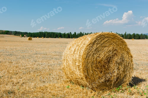 Preview: Tuscany Landscape With Many Hay Bales In Italy