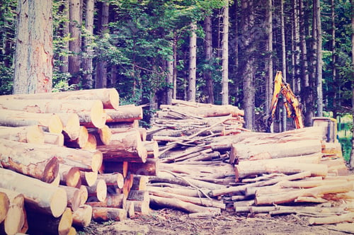Preview: Sawed Firewood In The Forest, Instagram Effect