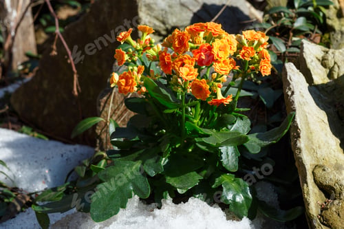 Preview: Kalanchoe (Kalanchoe Blossfeldiana) Plant With Orange Flowers On Spring Stony Garden Meadow Mith