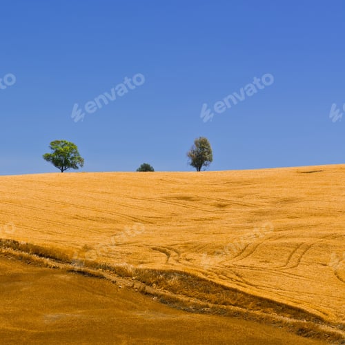 Preview: Wheat Fields On The Hills Of Sicily