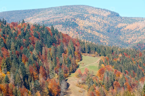 Preview: Colorful Forest On Slope. Autumn Carpathian Mountains Landscape (Ivano-Frankivsk Oblast, Ukraine).