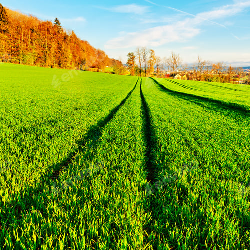 Preview: Track Of Tractor In The Green Grass, Swiss Alps