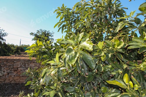 Preview: Avocado Plantation In Valencia Spain