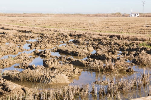 Preview: Albufera Nature Reserve Wetland And Rice Fields In Catarroja Valencia Spain