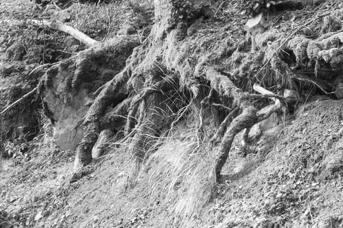 Preview: Autumn Forest Selva De Irati Fall Beech Jungle In Navarre Pyrenees Of Spain