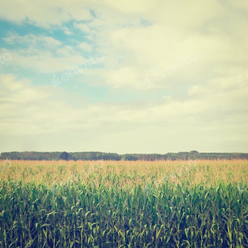 Preview: Plantation Of Ripe Corn In Piedmont, Italy, Instagram Effect