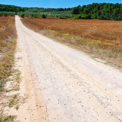Preview: Dirt Road Between Olive Groves In Tuscany, Italy