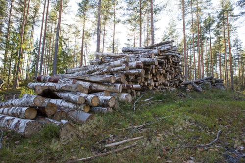 Preview: Woods Waiting For Transportation In The Forest.