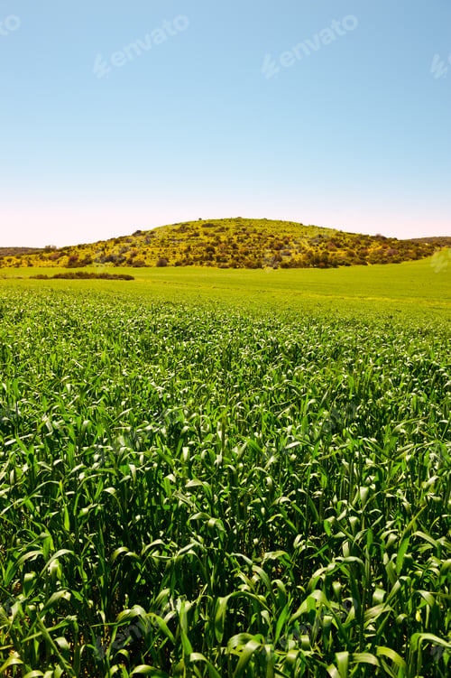 Preview: Green Field In Israel, Spring, Sunset