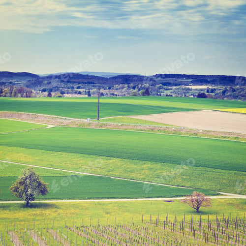 Preview: Young Vineyard On The Slopes Of The Swiss Alps, Retro Effect