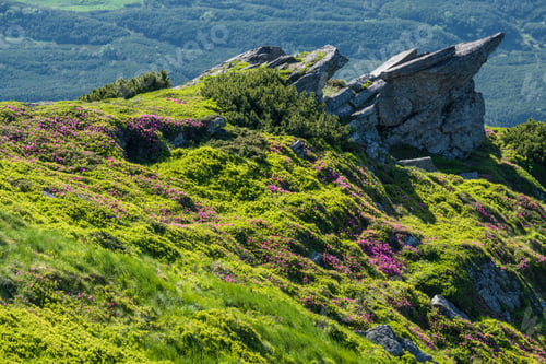 Preview: Pink Rose Rhododendron Flowers And Big Rocky Boulders On Summer Mountain Slope. Carpathian