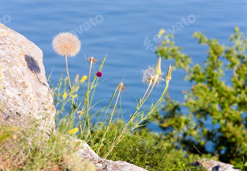 Preview: Dandelion Plant With Fluff Flower On Summer Sea Background