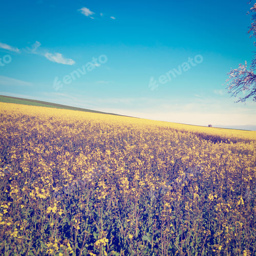 Preview: Sloping Meadows In Switzerland, Instagram Effect