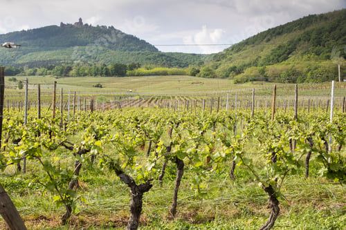 Preview: Vineyards In Alsace France Orschwiller