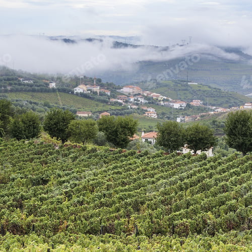 Preview: Vineyards Of The River Douro Region In Portugal. Viticulture In The Portuguese Village