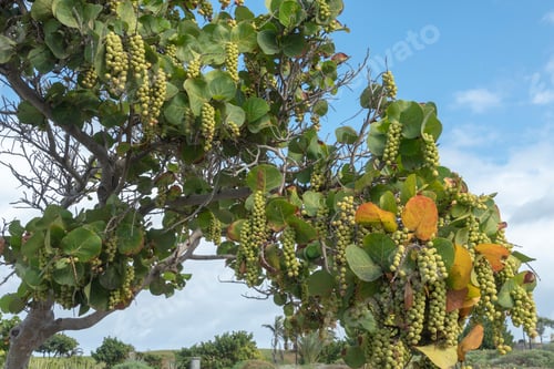 Preview: Tropical Tree In Buenavista North Of Tenerife Island Spain
