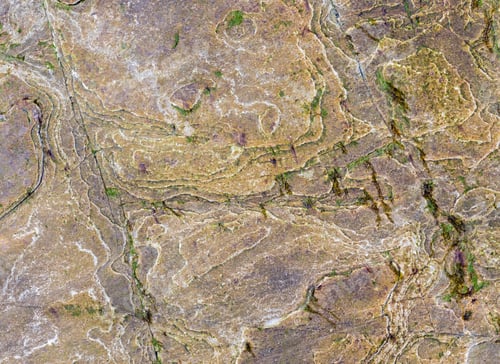 Preview: Yellow Stony (With Green Algae) Background Macro With Interesting Abstract Tracery.