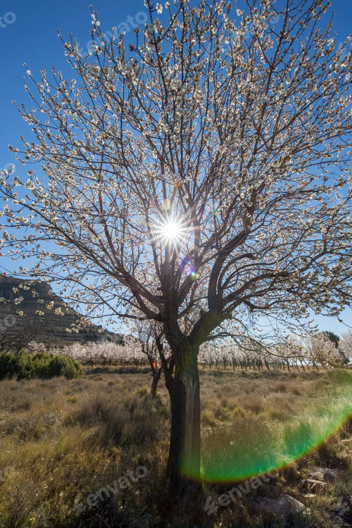 Preview: Almond Tree Flowers On Branch Blooming In Teruel Plantations Aragon Spain