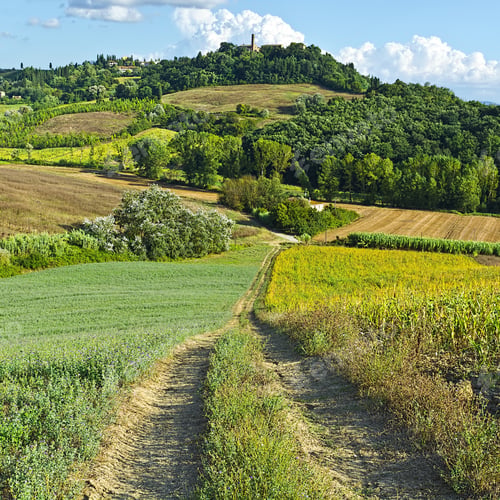 Preview: Plantation Of Corn And Autumn Fields In Italy