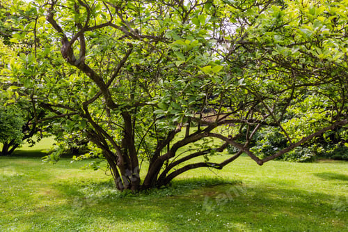 Preview: Bush Tree On Grass Lawn In Summer City Park