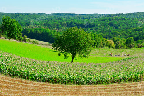 Preview: Plantation Of Corn In France