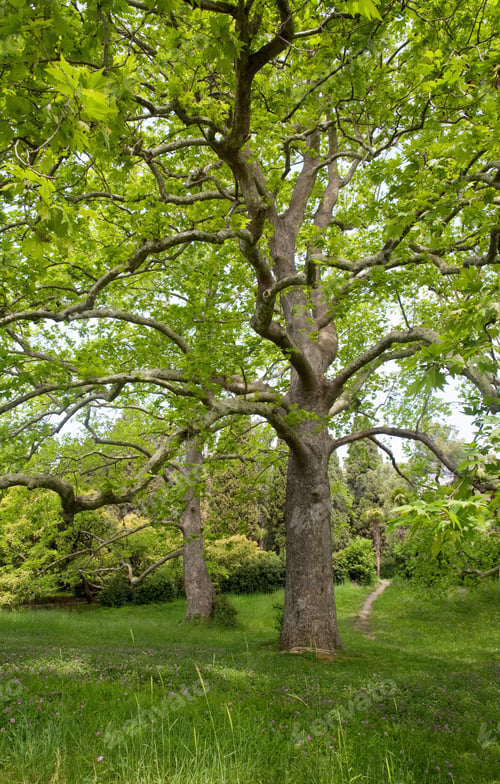 Preview: Two Majestic Plane Trees On Green Summer Glade.