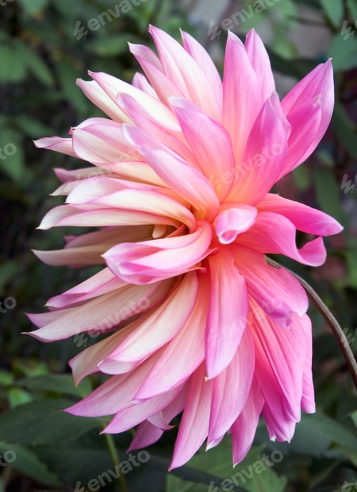 Preview: Pink Dahlia Flower In Garden