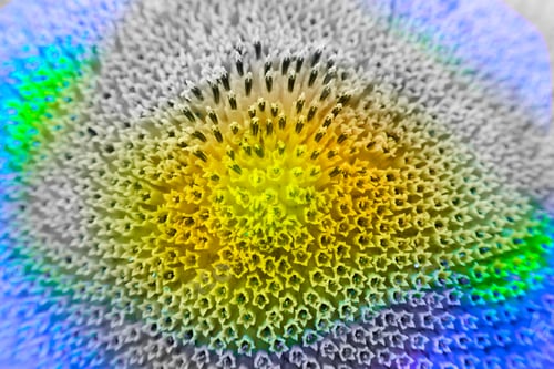Preview: Abstract And Funky Background Done In Macro Mode